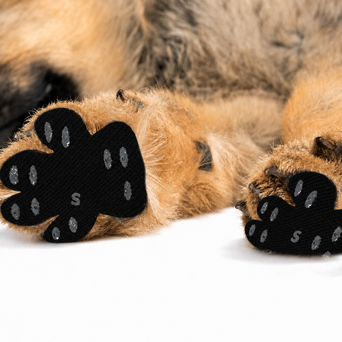 Black paw grip pads on a dog's paws without branding