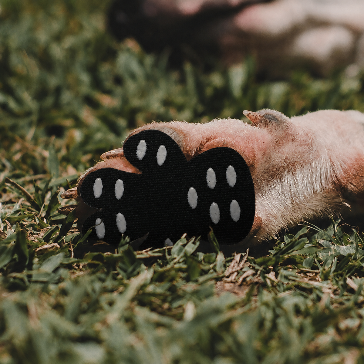 Black paw grip pad on a dog's paw outdoors without branding