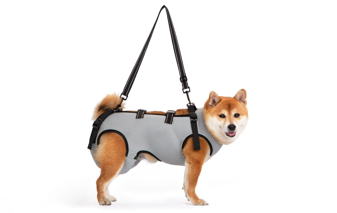 Senior dog wearing a gray breathable mobility support harness