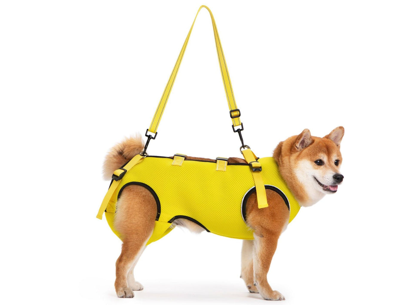 Senior dog wearing a yellow breathable mobility support harness