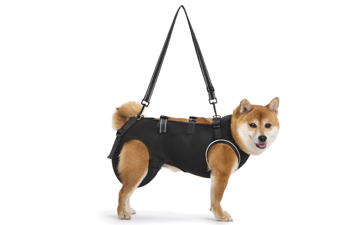 Senior dog wearing a black breathable mobility support harness