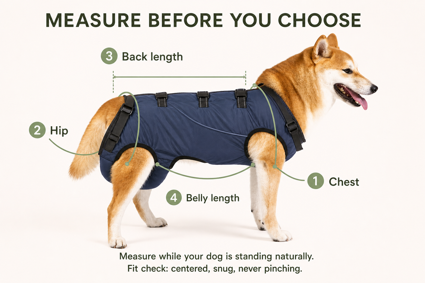 How to measure a dog’s chest, hips, back length, and belly length for the full-body mobility harness