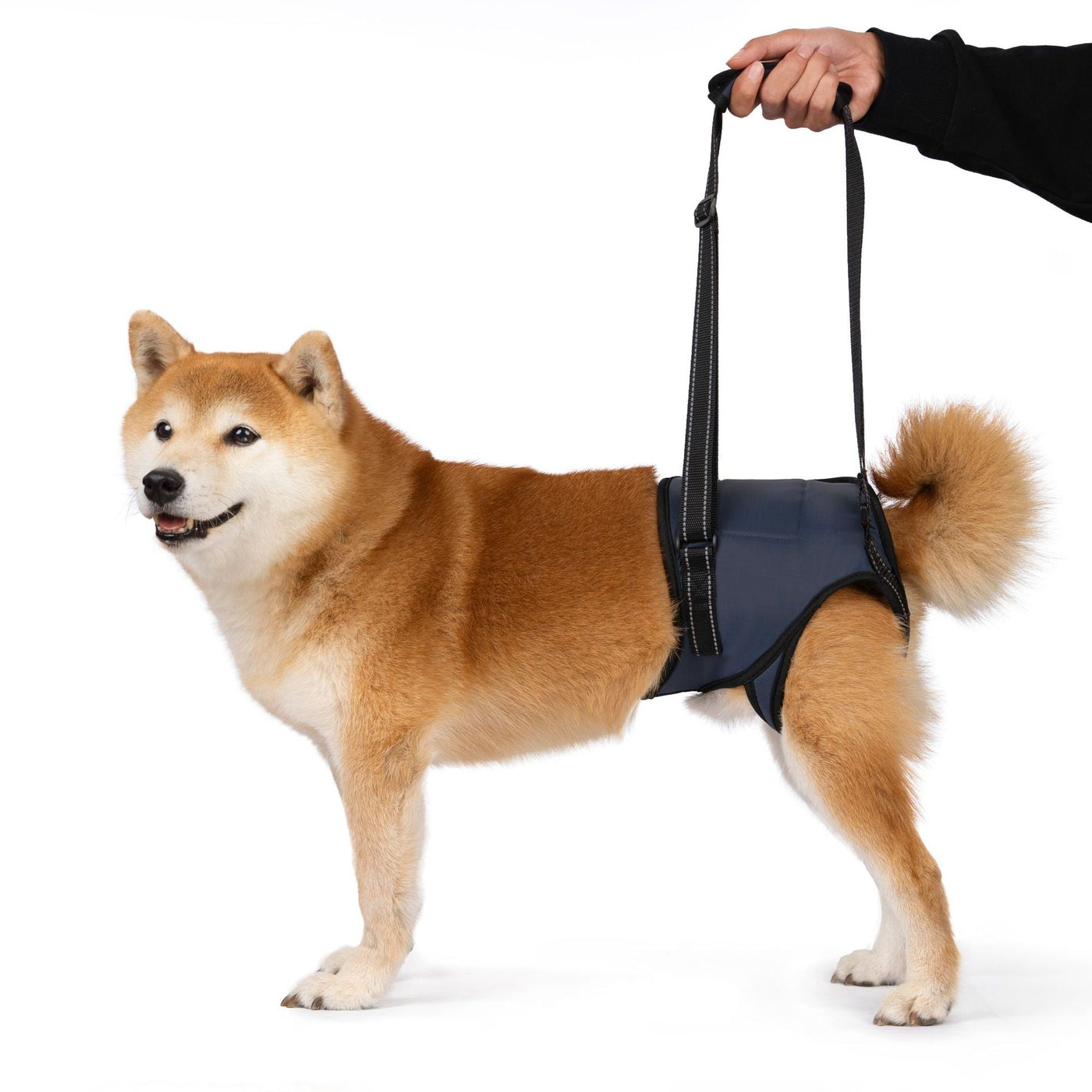 Senior dog wearing a navy rear support harness for hind-leg assistance
