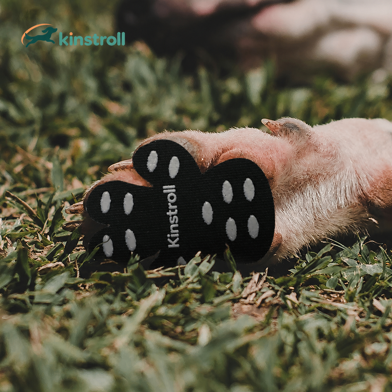 Kinstroll indoor paw grip pads worn by a senior dog