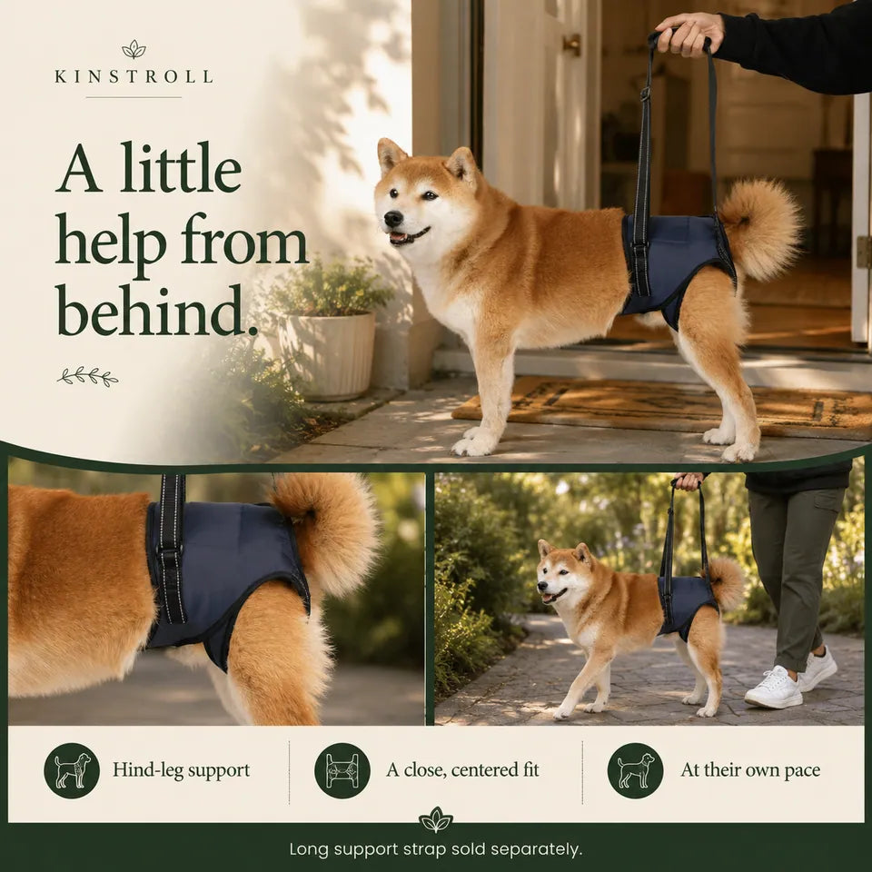 Rear harness with included matching adjustable assist strap: hind-leg support, centered fit and short guided walks.